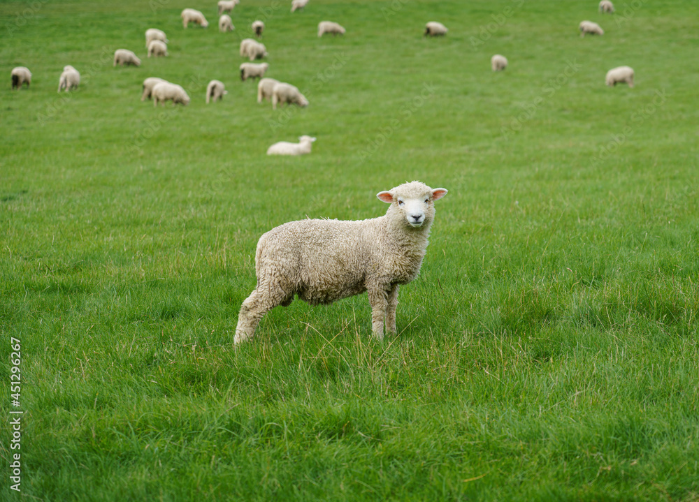 Romney marsh (Kent) mature lamb sheep out to pasture