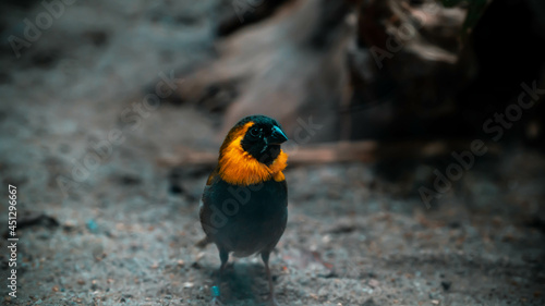 yellow and blue bird