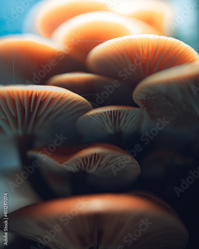 Forest mushroom