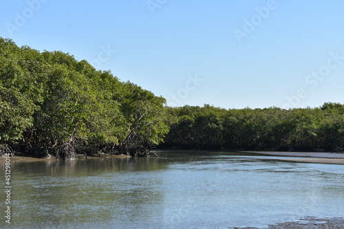 Manguezal no Rio de Janeiro