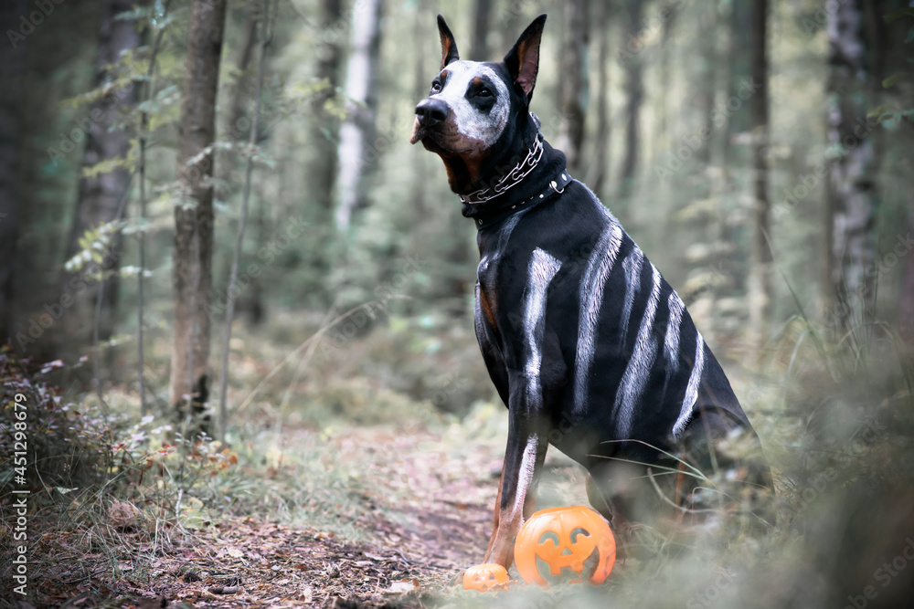 Ghost doberman hotsell
