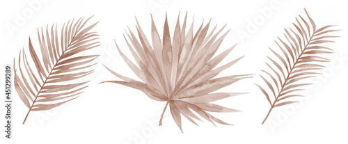 Dry tropical leaves set. Exotic foliage. Watercolour illustration isolated on white background.