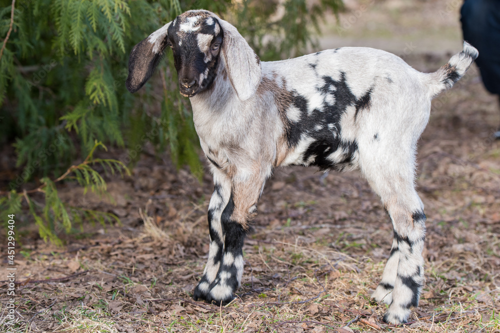 Small south african boer goat doeling portrait on nature