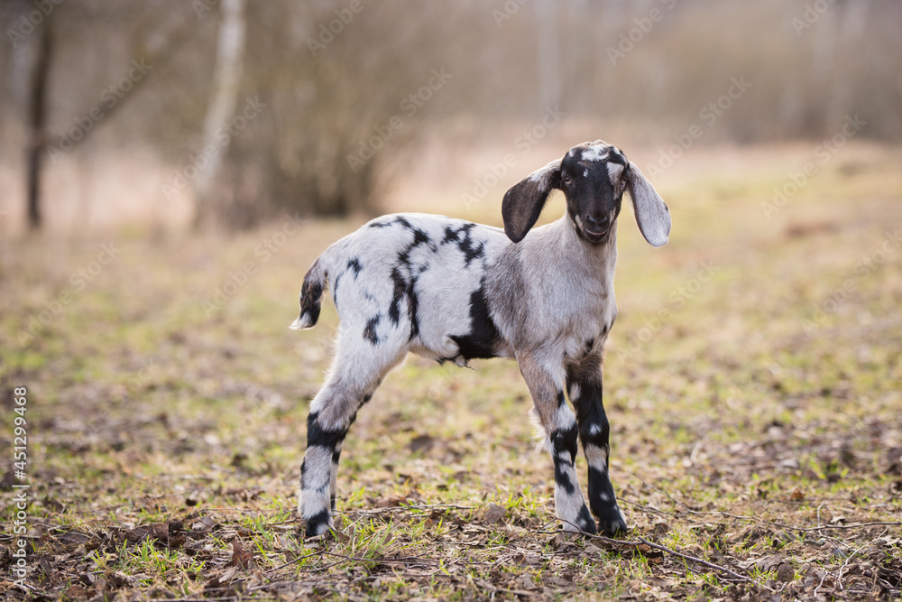 Obraz premium Small south african boer goat doeling portrait on nature