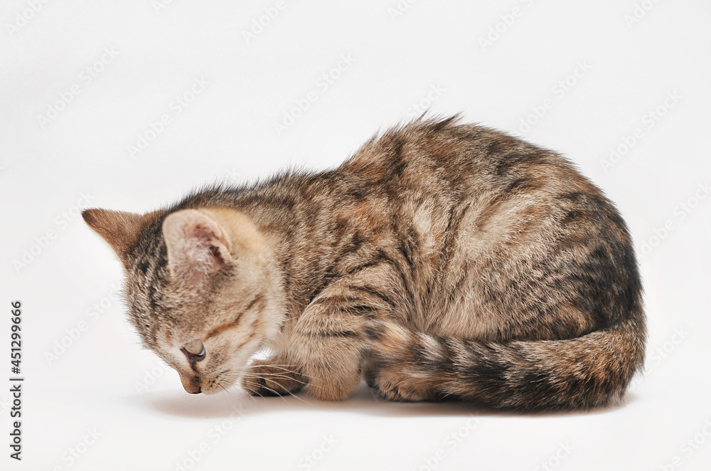 Little grey kitten posing on white background. Little grey kitten posing on white background.