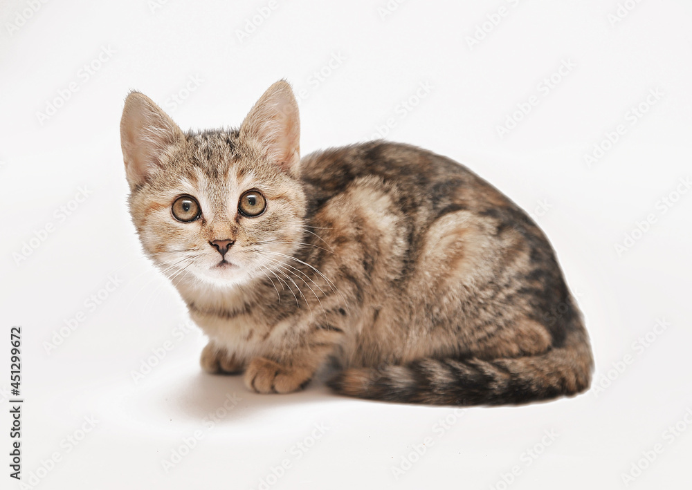 Little grey kitten posing on white background.