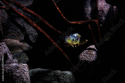 Brazilian peacock bass or tucunaré (Cichla), diurnal freshwater fish and native predators of the Amazon and Orinoco basins, swimming among stones and underwater plants photo