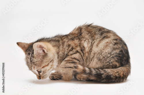 Little grey kitten posing on white background.