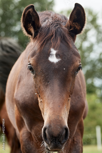 Portrait of a young brown foal standing in the pasture with trees in the background.