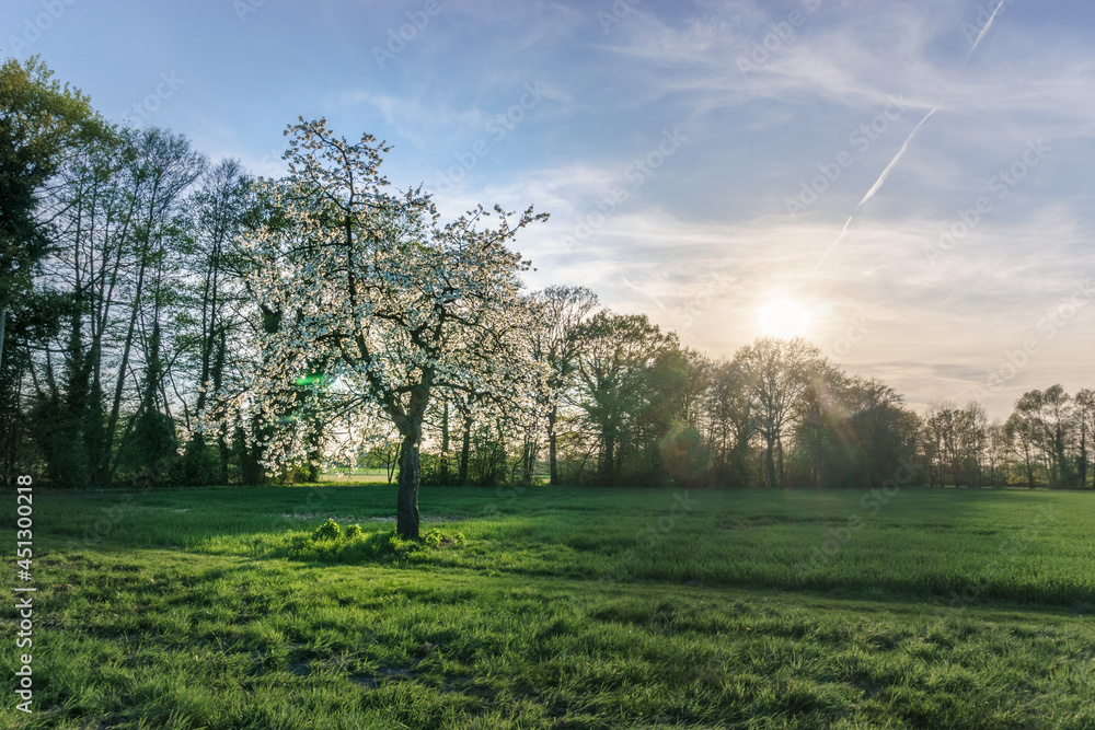Obraz premium Blooming apple trees ion meadow at spring time in golden sunlight, Muensterland, Germany