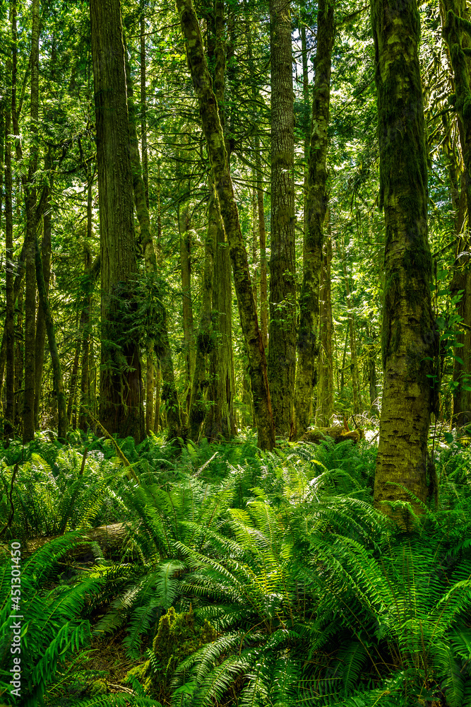 Lush green trees and ferns in the Hoh Rainforest, Olympic National Park WA