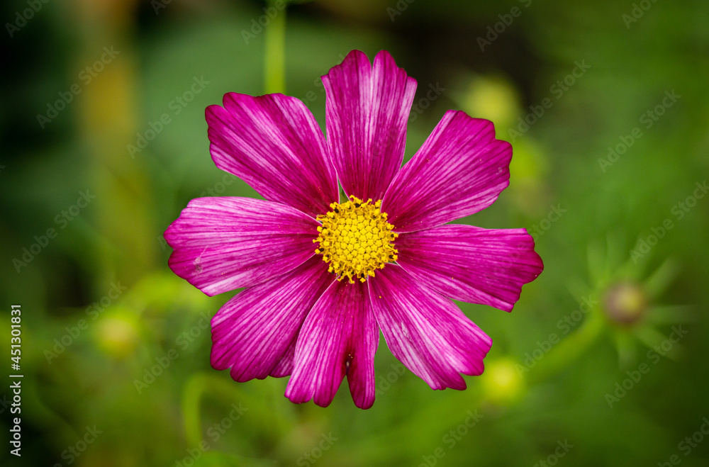 Obraz premium Różowy kwiatek