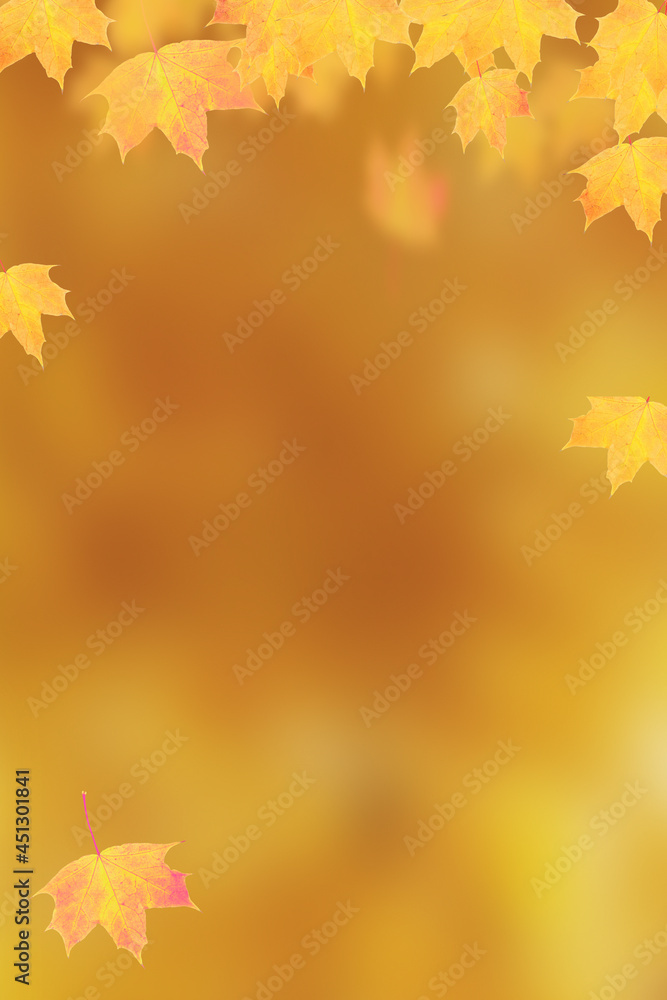 Autumn orange maple leaves on orange vertical background with copy space Autumn orange maple leaves on orange vertical background with copy space