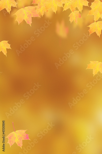 Autumn orange maple leaves on orange vertical background  with copy space