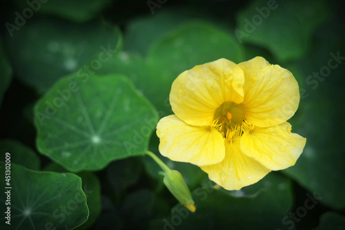 Close up of yellow nasturtium flower