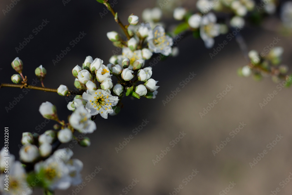 Lush white plum blossom. Spring. Plum tree branch. Sunlight. Nature Lush white plum blossom. Spring. Plum tree branch. Sunlight. Nature