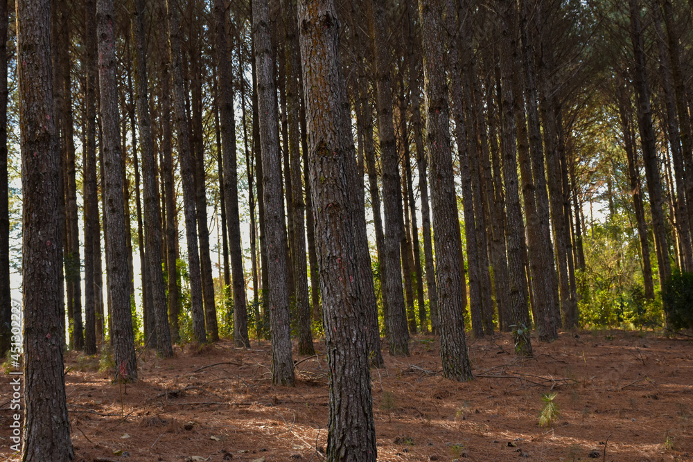 Obraz premium Forest Pine Plantation
