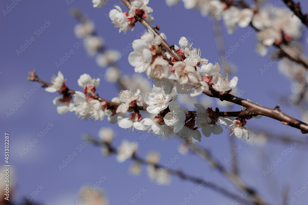 Blooming apricot on a background of blue sky. White flowers. Background Blooming apricot on a background of blue sky. White flowers. Background