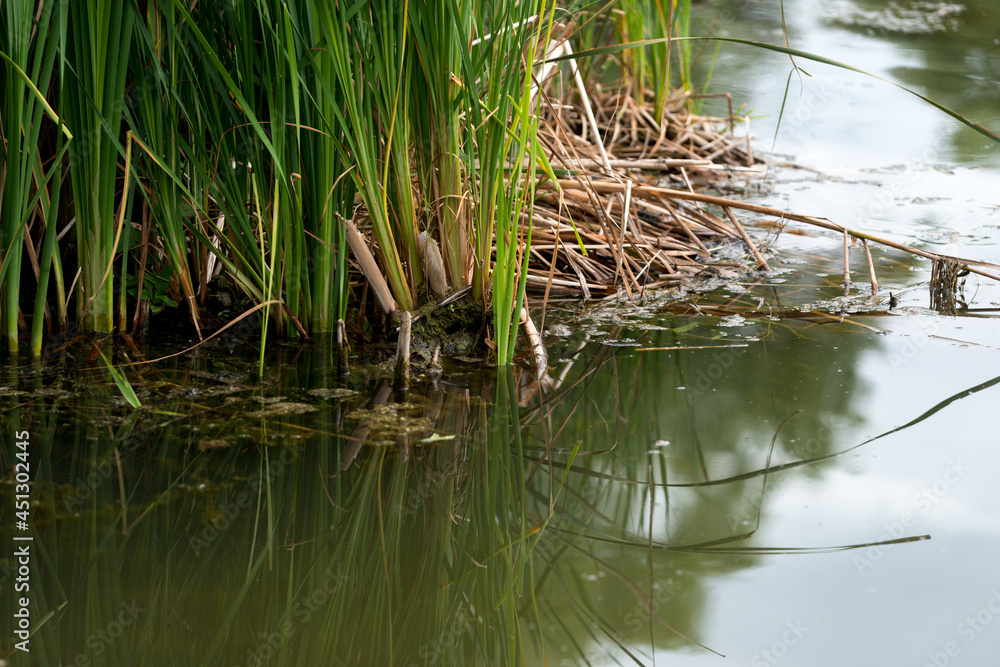 reeds in the water reeds in the water