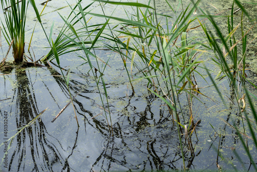 grass in the water grass in the water