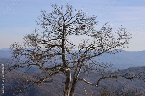 tree in winter