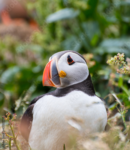 Puffin in the beautiful countryside nature of Hafnarholmi in Borgarfjordur Eystri in Iceland photo