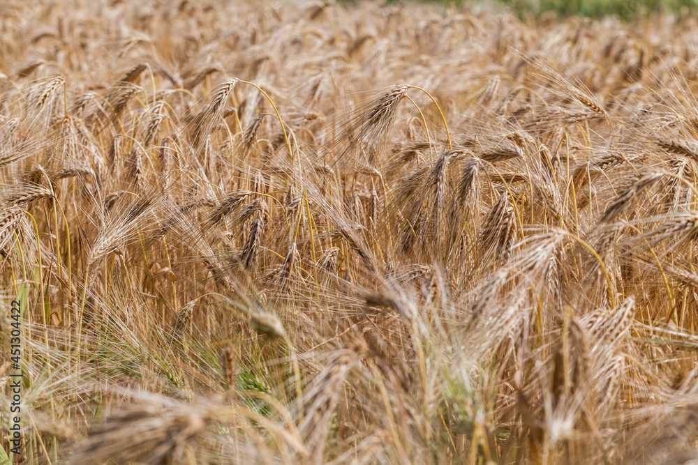 yellowed rye field about the time of maturation yellowed rye field about the time of maturation
