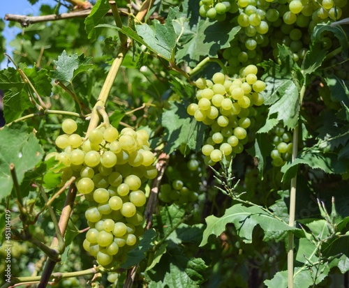  In the garden on a summer day, green ripe bunches hang on a grape bush 