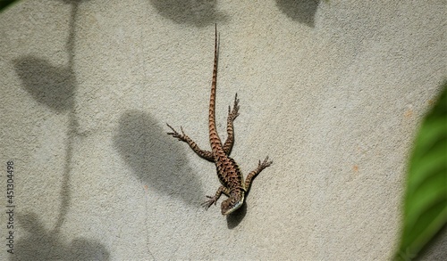 lagartixa