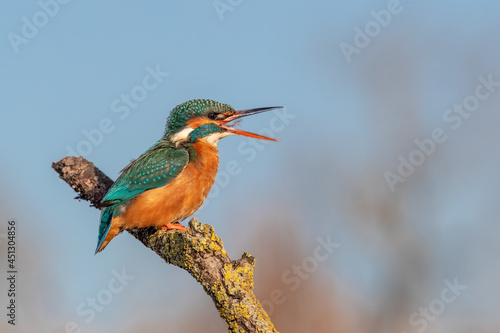 Common Kingfisher (alcedo atthi) calling while perching on a branch, England © John Gooday