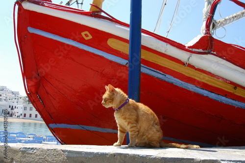 Cat living in Mykonos town