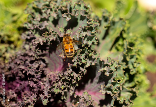 Honey Bee Pollinating Kale in a Garden	 photo