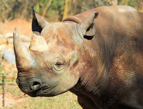 Rhino portrait © jerzy