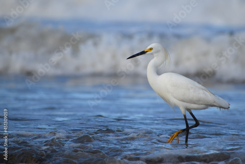 Garça branca pescando na praia