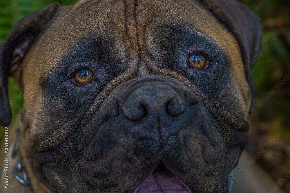 2021-08-16 CLOSE UP OF A BULLMASTIFF'S EYES WITH A BLURRY SNOUT AND BACKGROUND
