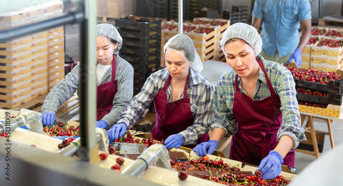 Group of warehouse workers sorting ripe cherry in fruit warehouse. High quality photo