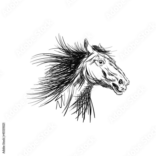 Drawing Head Horse in Running. Art Sketch Horse
