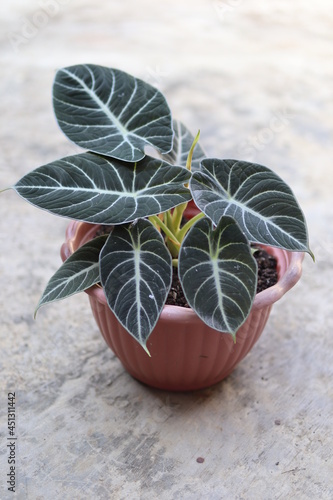 alocasia black velvet is a beautiful houseplant (with medium shot perspective) photo