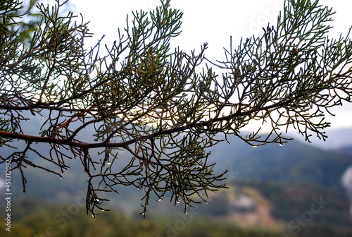 branches of a tree in winter