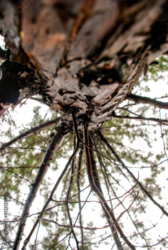 close up of a tree trunk
