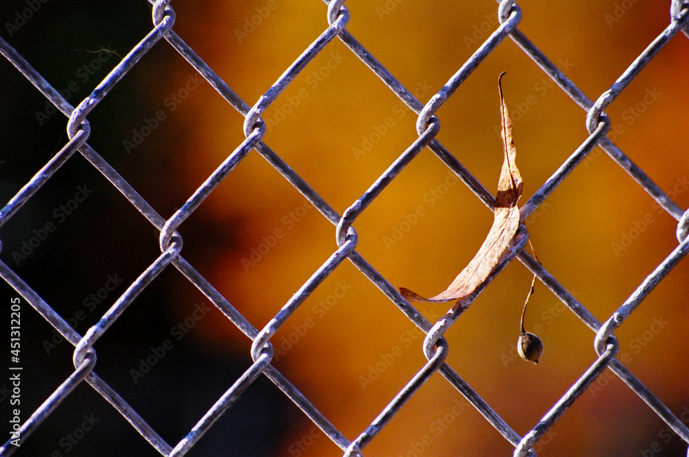 fall leaf in fence fall leaf in fence