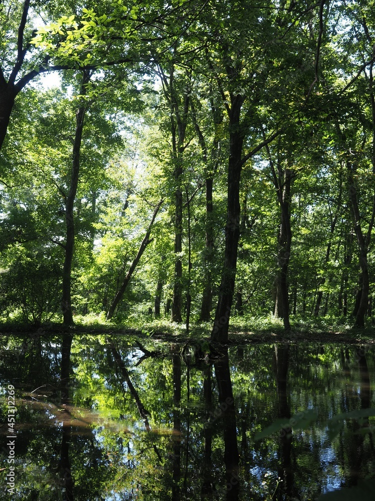 Fototapeta premium Akagi Nature Park in early autumn