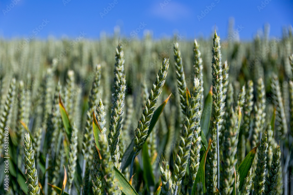 Natural background close up of field of Common wheat plants, Triticum Aestivum Natural background close up of field of Common wheat plants, Triticum Aestivum