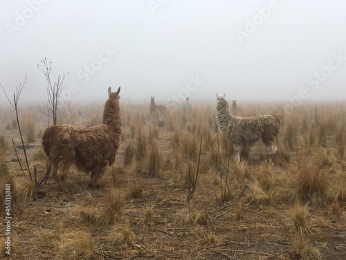 lamas and fogs, Jujuy, Argentina photo