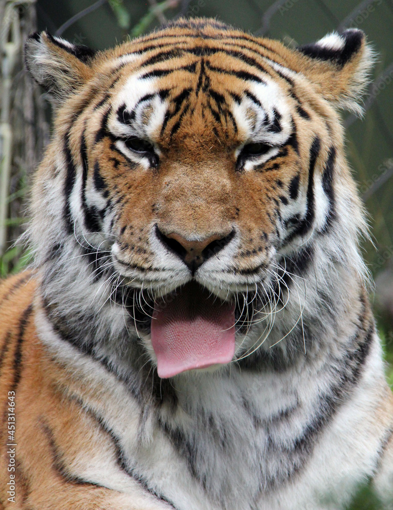 close up of the head of a tiger with his tongue out close up of the head of a tiger with his tongue out