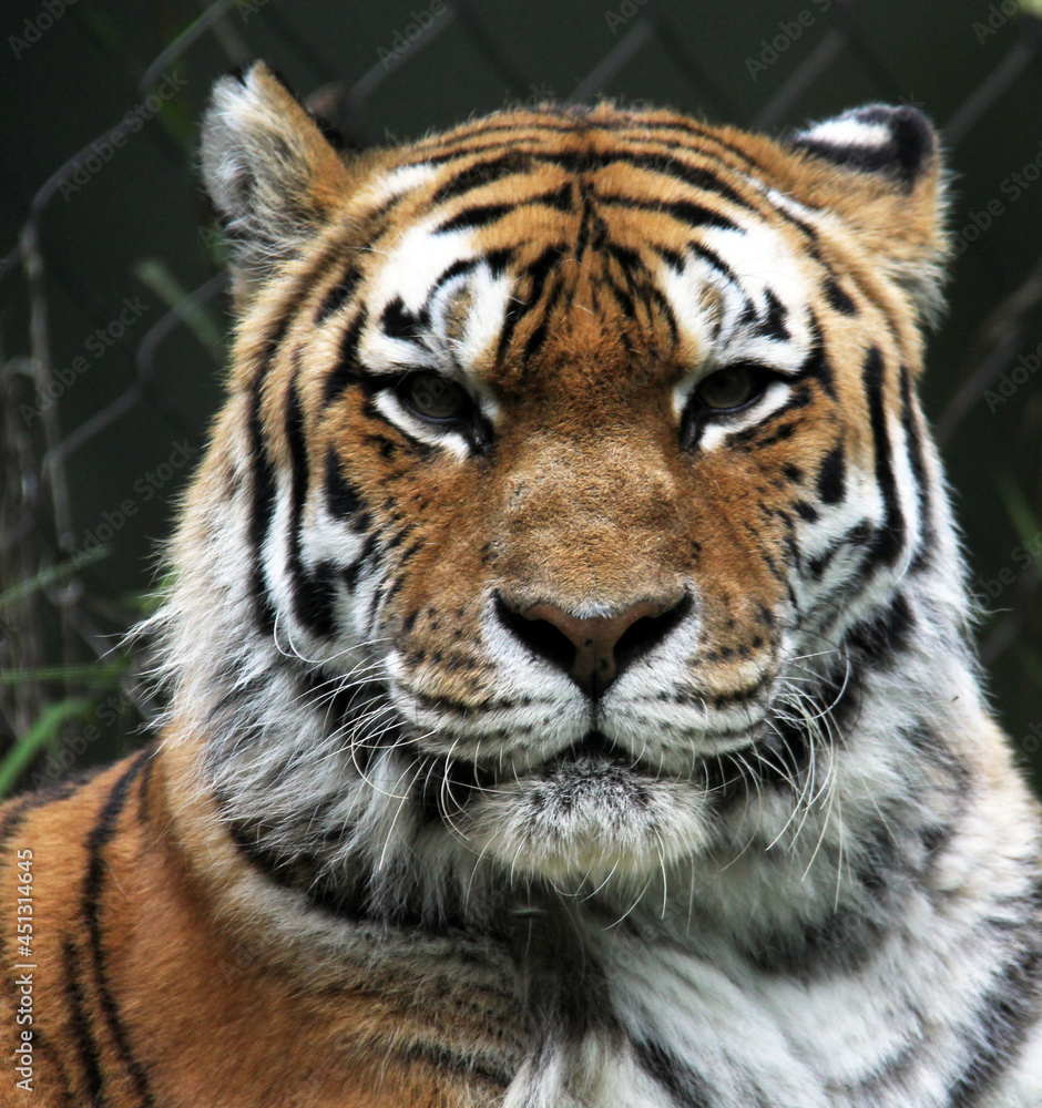 close up of the head of a tiger