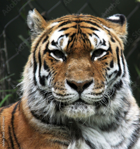 close up of the head of a tiger