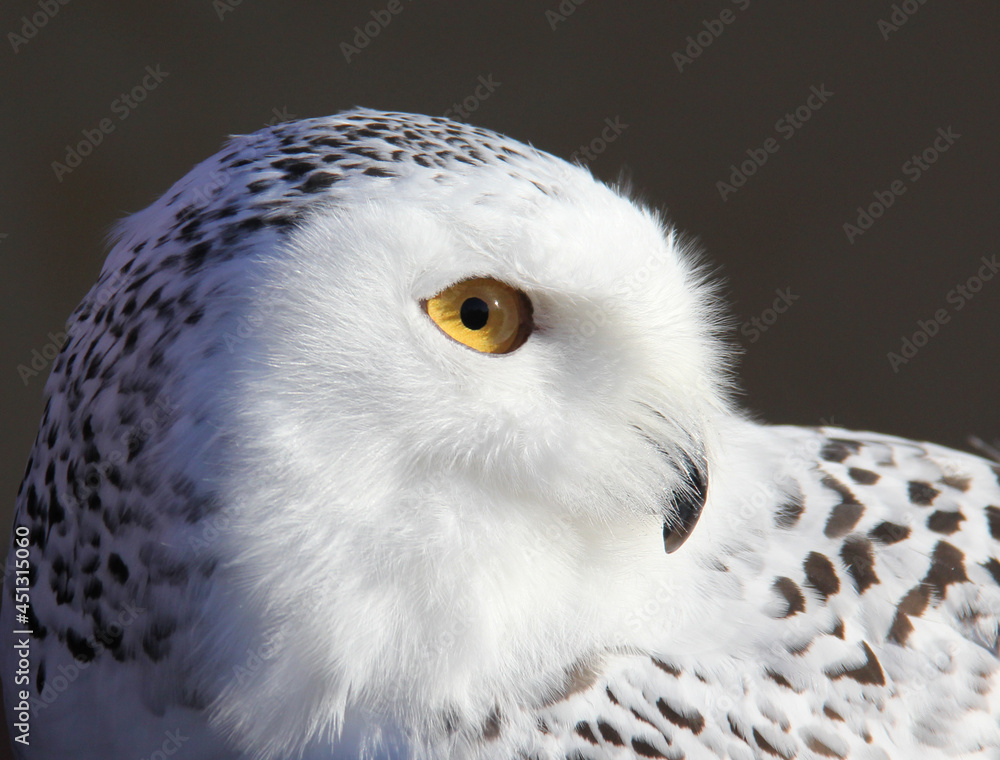 Fototapeta premium Profile of a snowy owl
