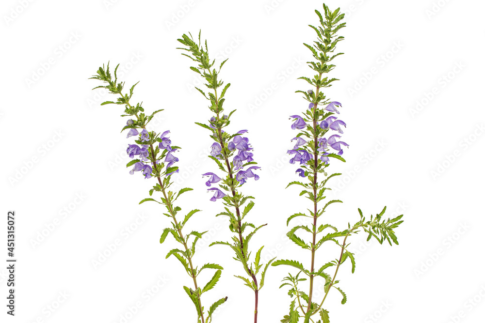 Fototapeta premium Flowering twig of Moldavian dragonhead, lat. Dracocephalum moldavica, isolated on white background
