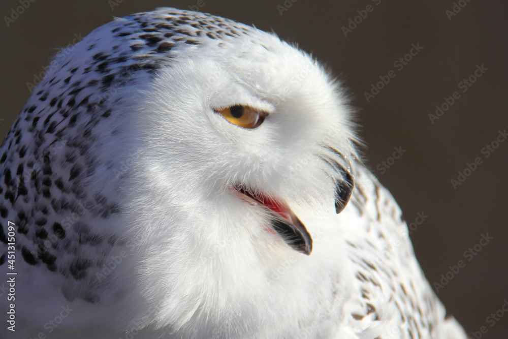 Profile of a snowy owl